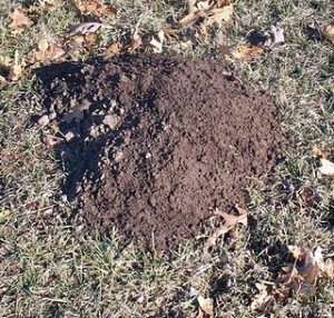 Minneapolis and St Paul Minnesota Mole Vole and Gopher Removal