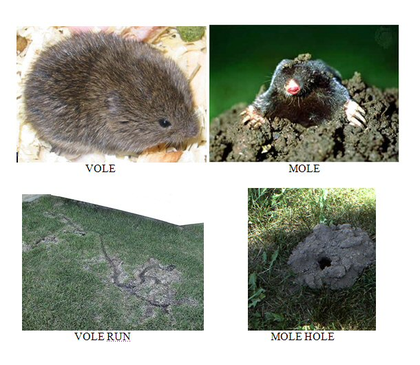 https://www.minnesotawildanimalmanagement.com/wp-content/uploads/2012/06/Moles-vs-Voles.png