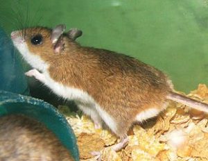 Mice Prevention Tips As The Weather Cools Down in Minnesota