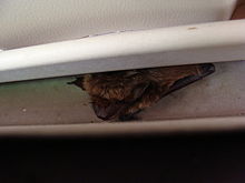 Safe Bat Removal in Minnesota