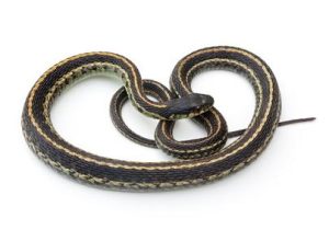 Snake Removal Eden Prairie